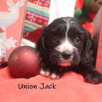 puppy, for, sale, Cockilier, Joe & Cherri  Overlease, dog, breeder, Miller, MO, dog-breeder, puppy-for-sale, forsale, nearby, find, puppyfind, locator, puppylocator, aca